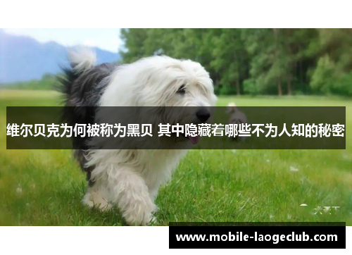 维尔贝克为何被称为黑贝 其中隐藏着哪些不为人知的秘密 维尔贝克为何被称为黑贝 其中隐藏着哪些不为人知的秘密